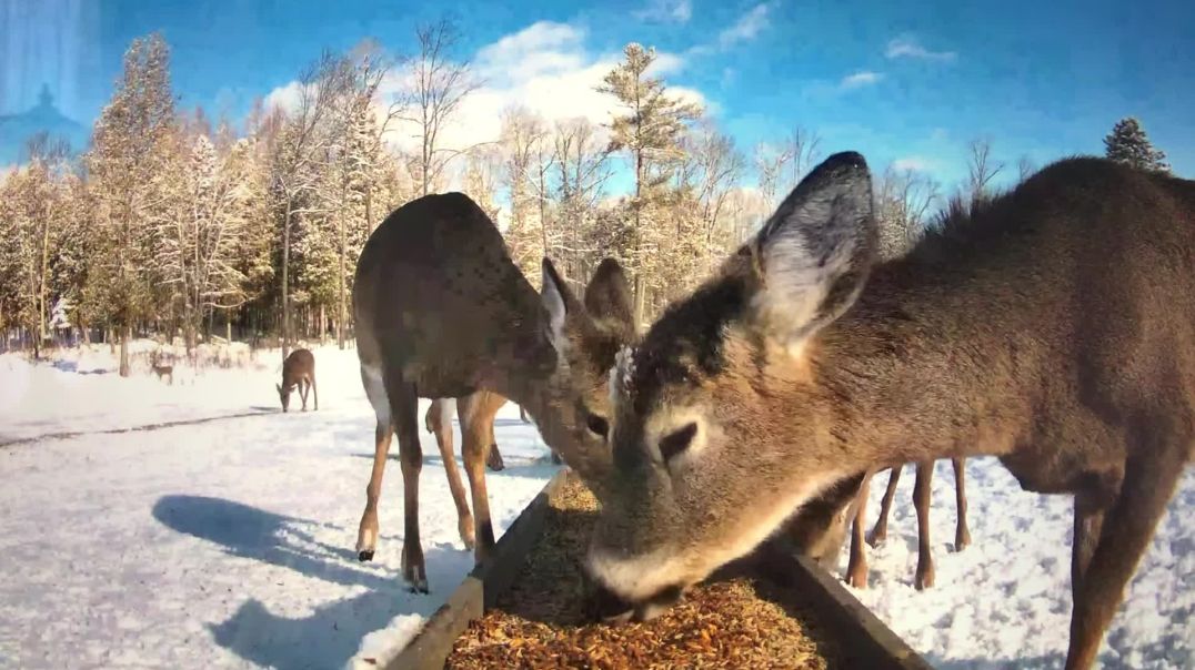 Deer Pantry "Trough View"    Live Cam from Brownville, Maine (link below)