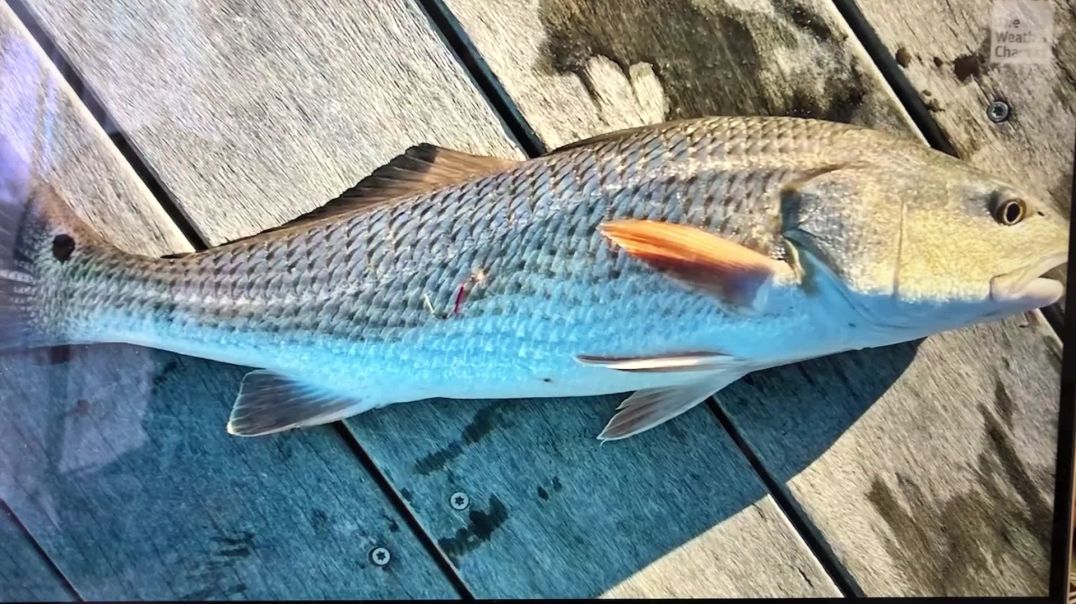 Big Pharma Fishing Anyone?..Disturbing Data -Found In Florida Redfish  (link below)