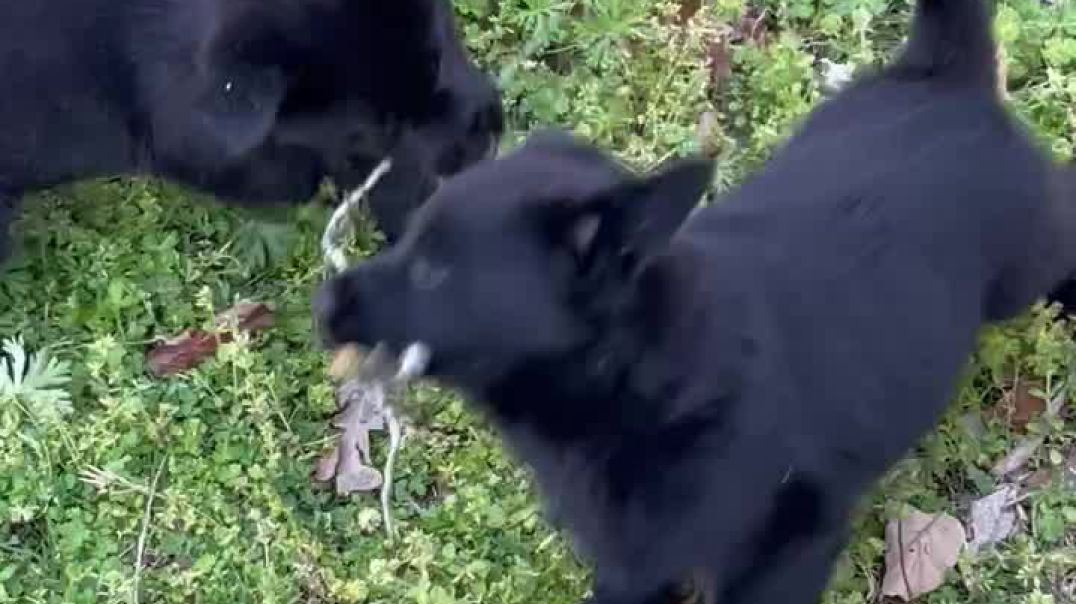 Best Black German Shepherd Puppies – 7 weeks old on April 6, 2023